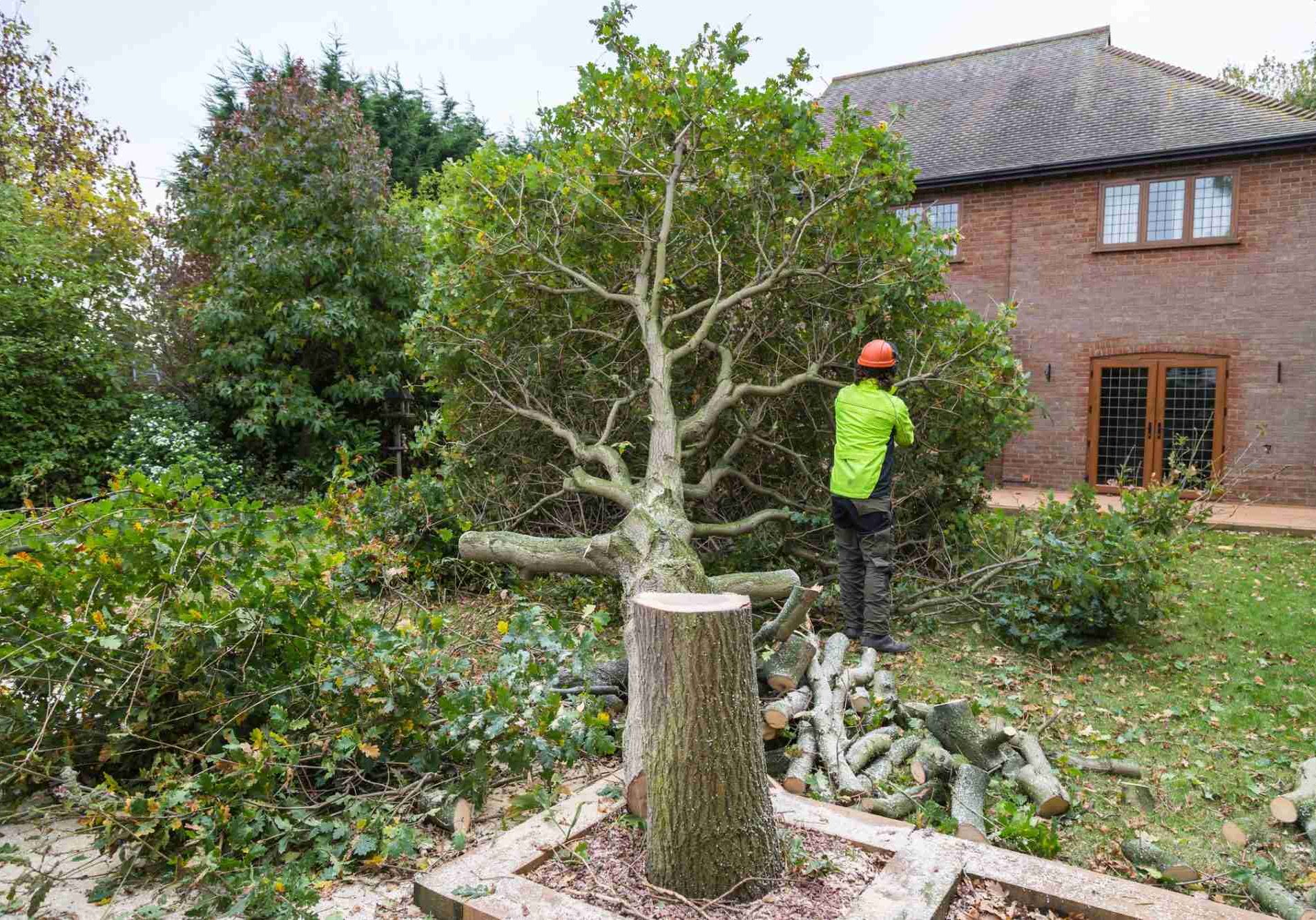 dreamstime_m_80340732-min Tree surgery company