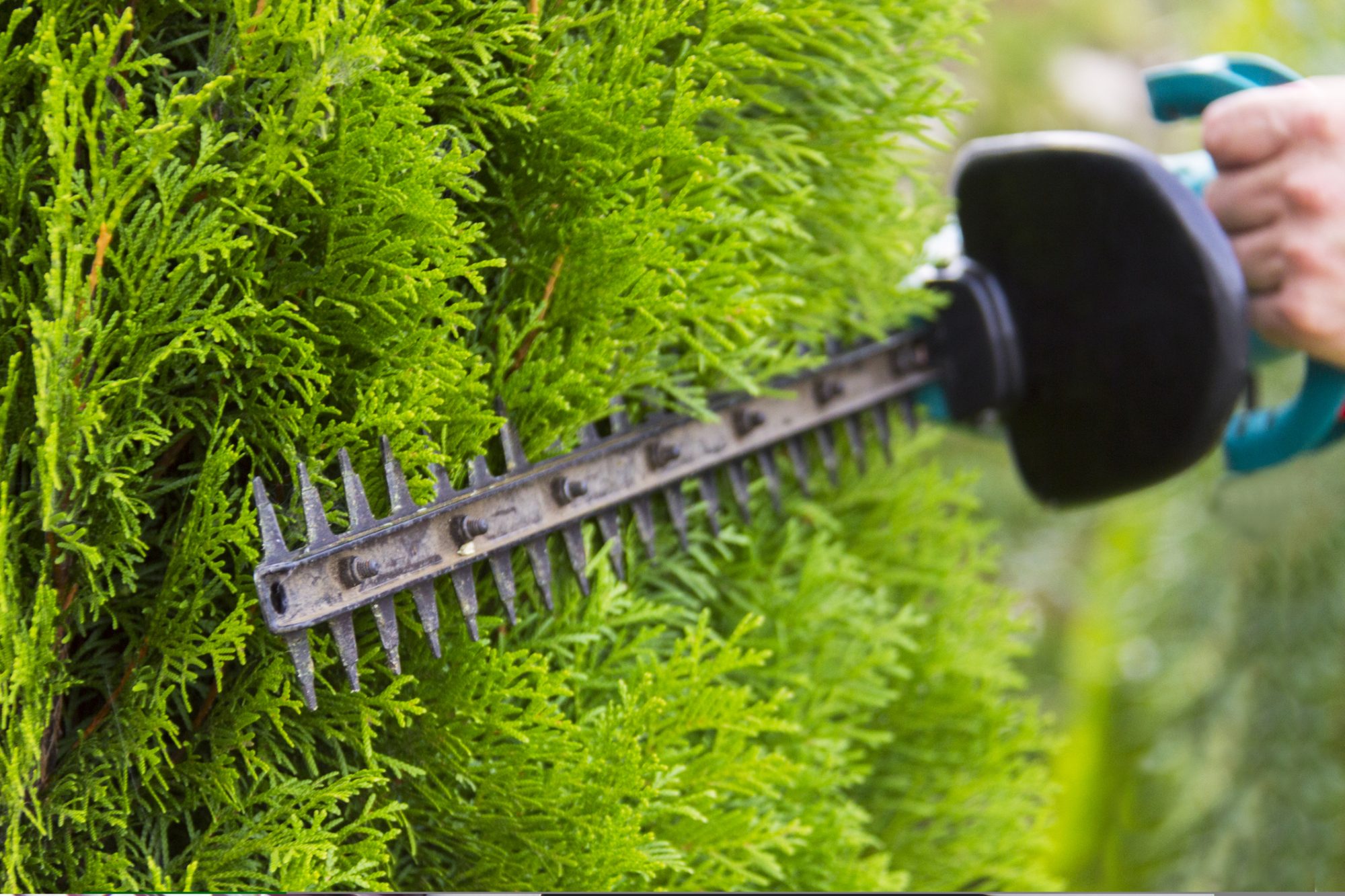 dreamstime_m_126113447 hedge triming
