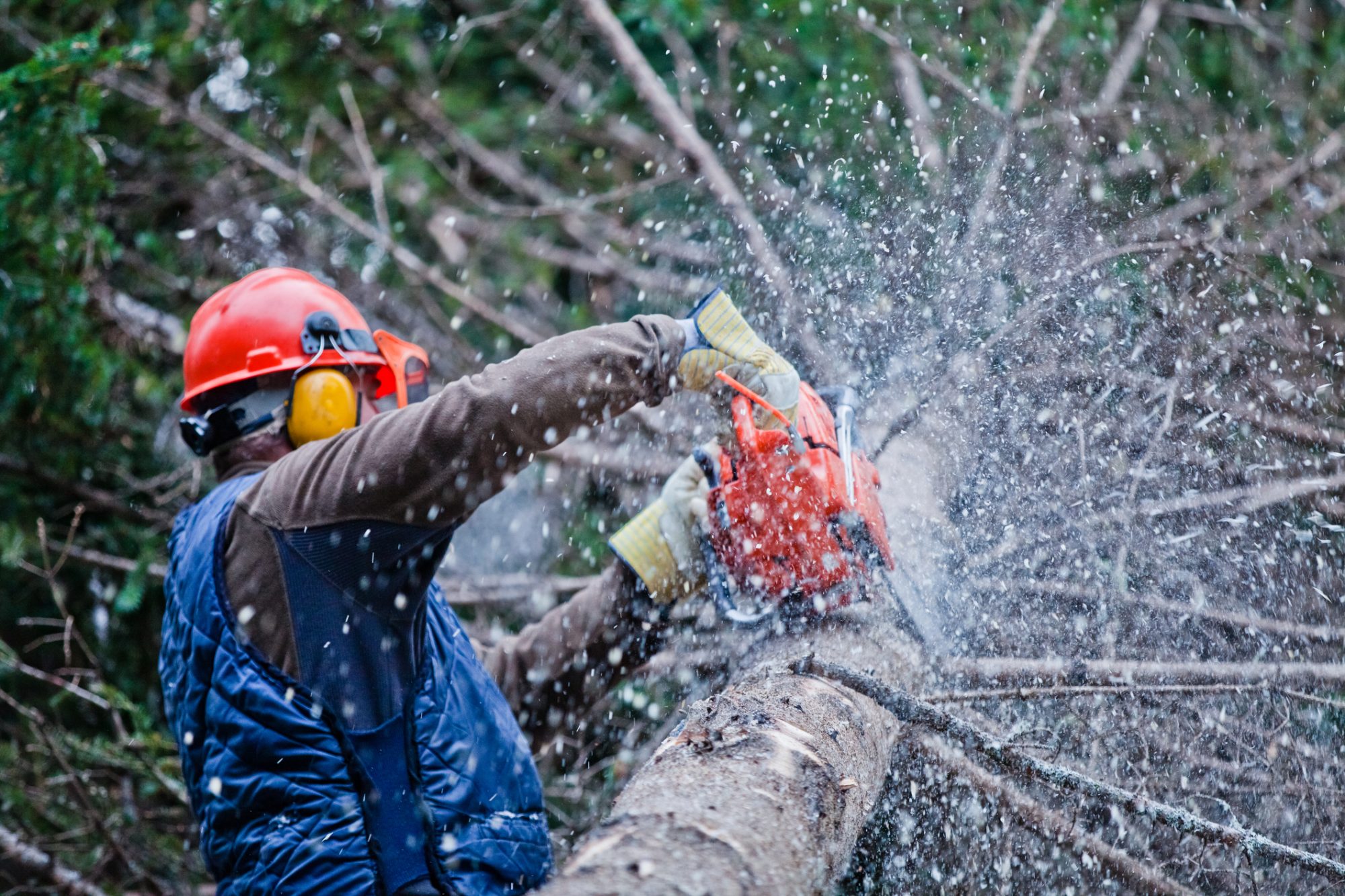 Tree surgeon services