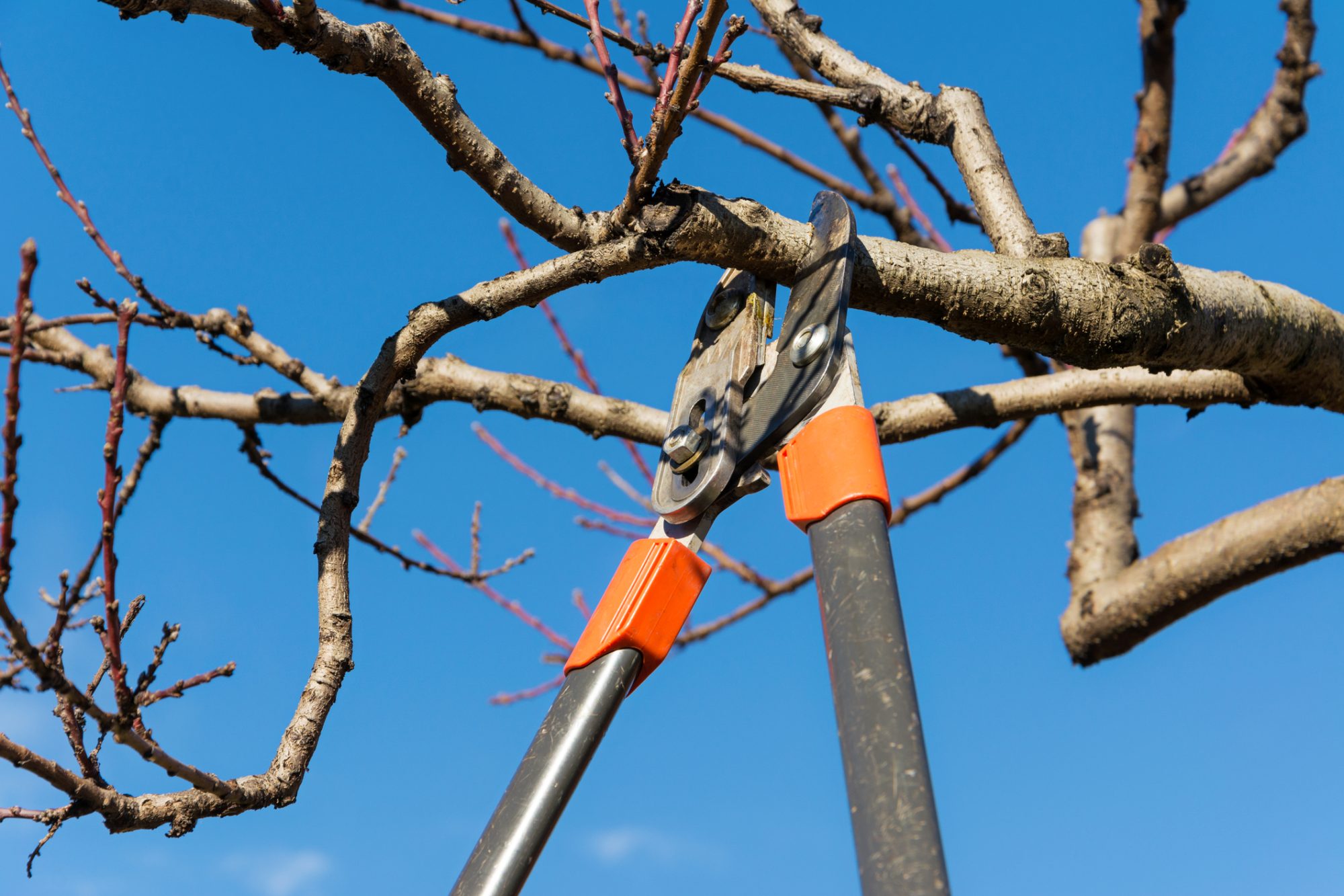 dreamstime_m_50187517 tree pruning