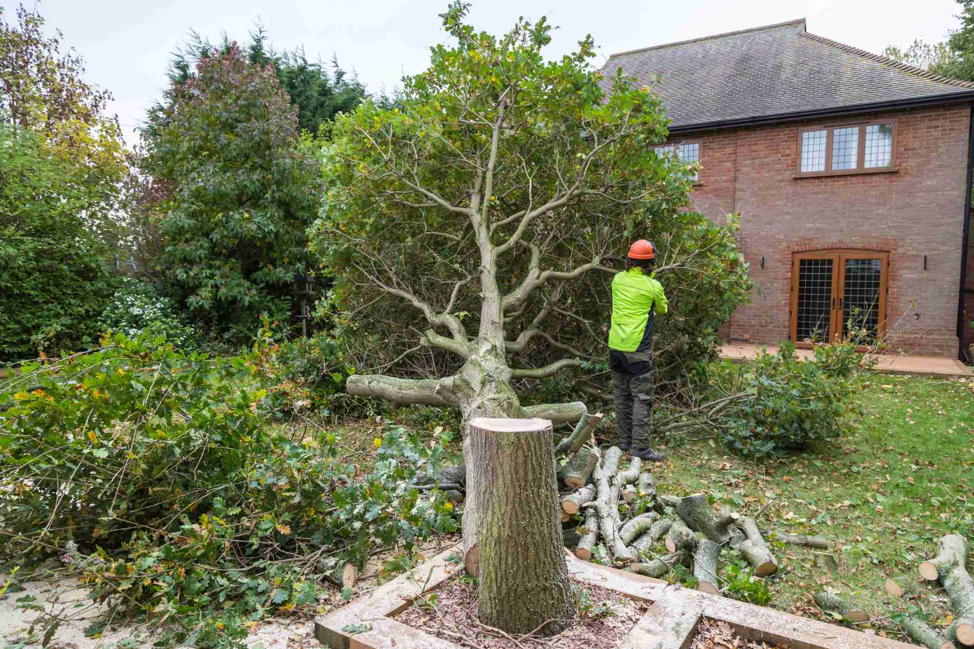 dreamstime_m_80340732-min Tree surgery company