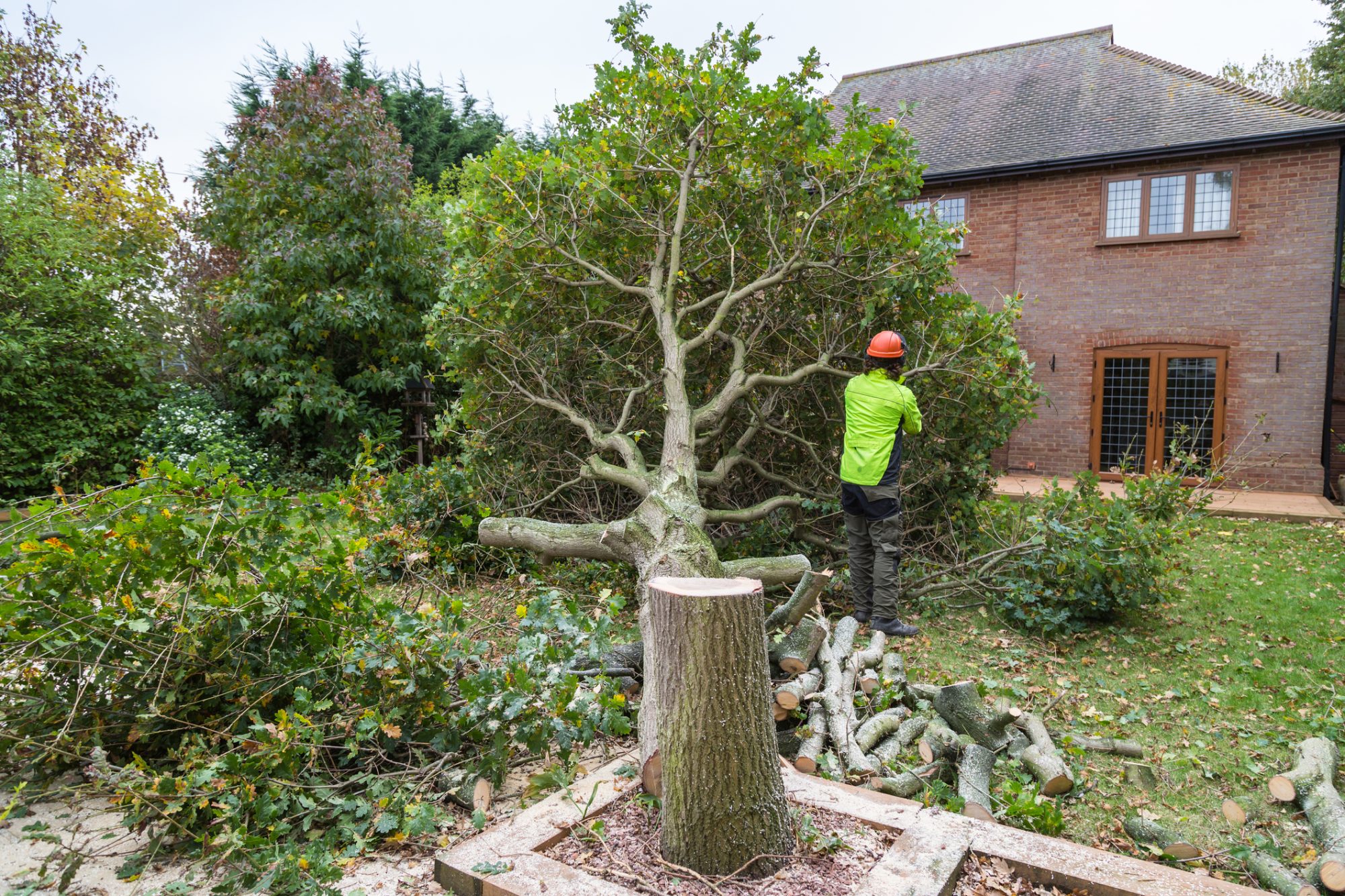 dreamstime_m_80340732 Tree surgery company