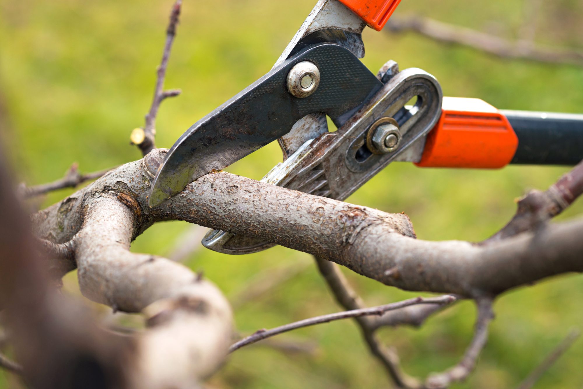 tree pruning,