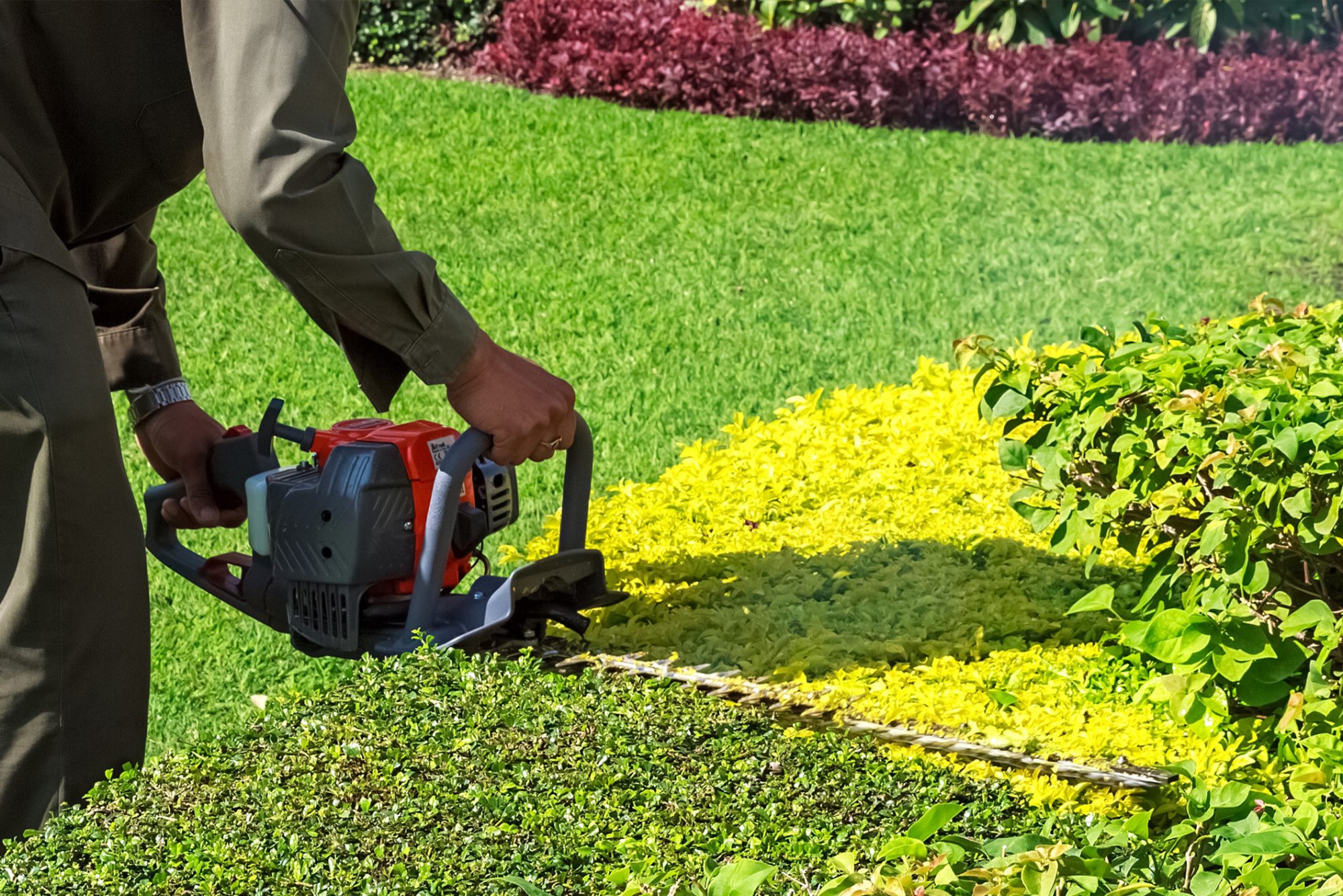 hedge triming