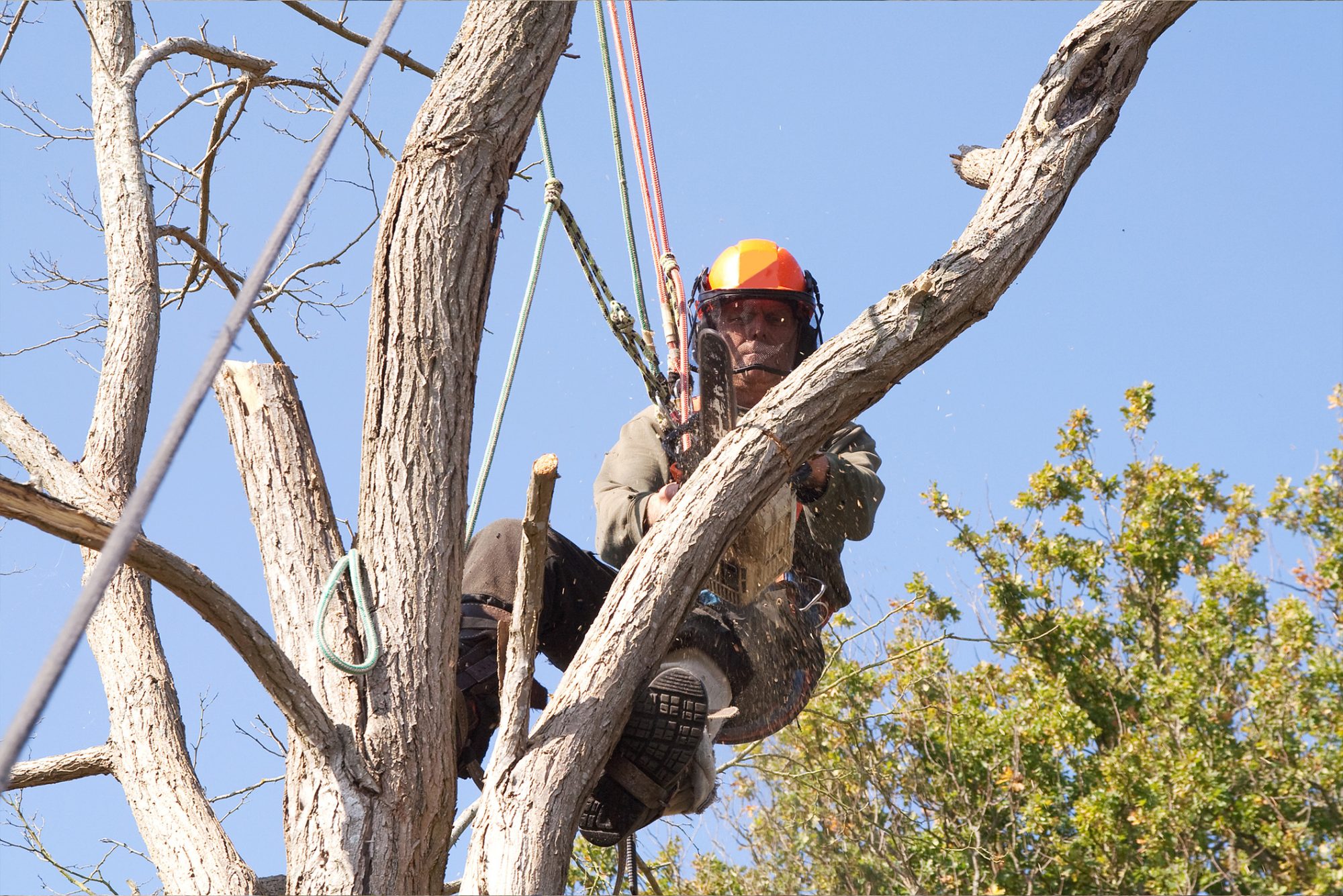Tree surgery company
